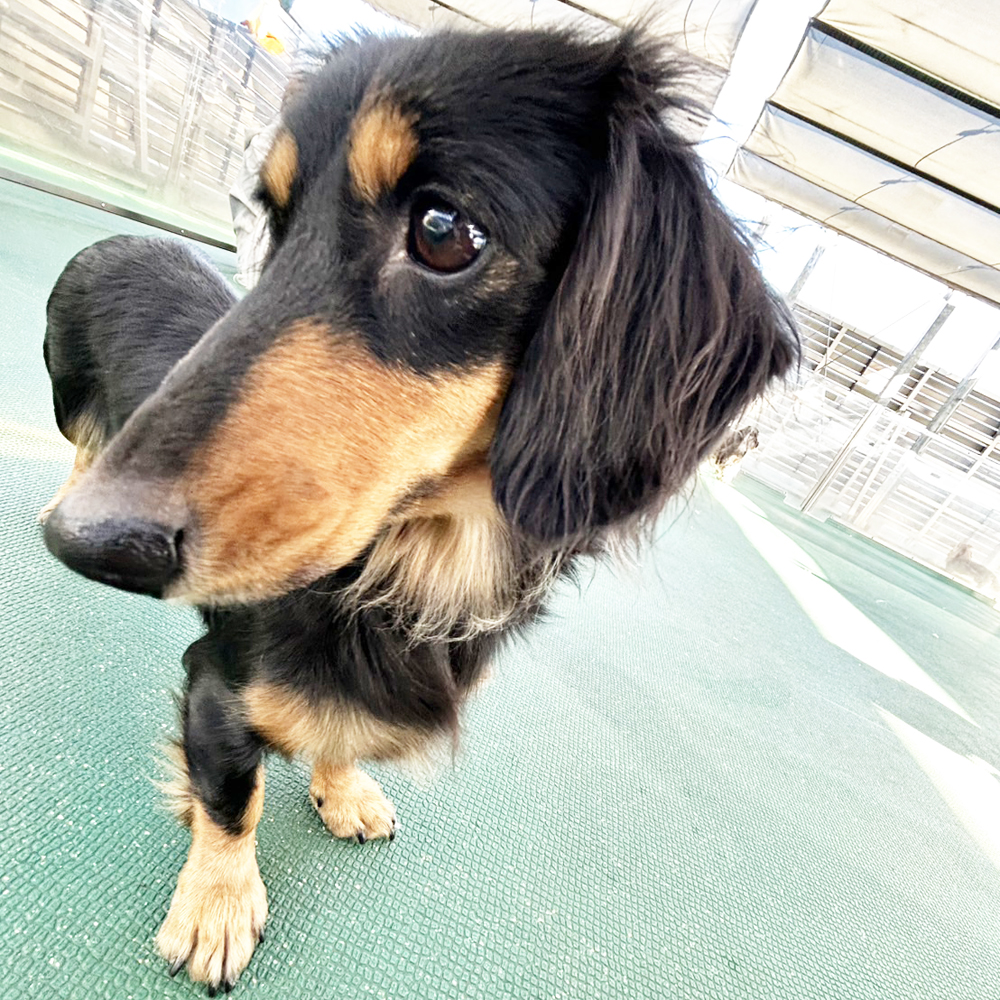 生徒が撮影したモデル犬♪②